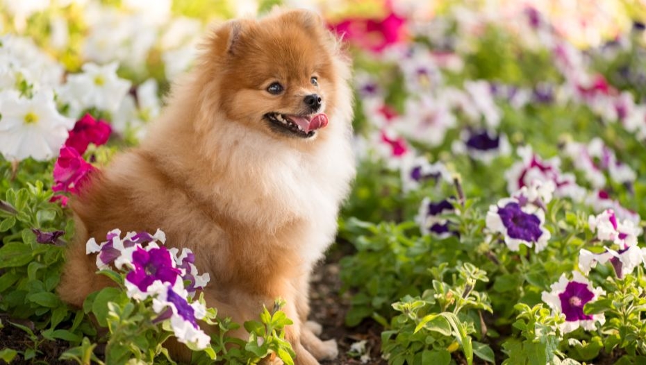 German spitz similar best sale breeds